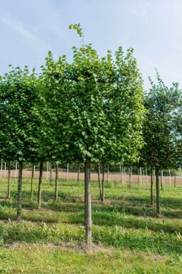 Tilia x europaea 'Pallida' leiboom 14/16 150cm stam 150b x 120h