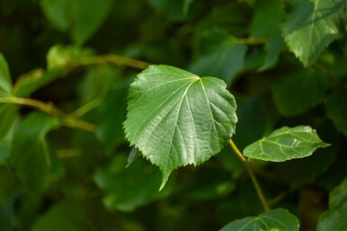 Tilia x europaea 'Pallida' leiboom 14/16 150cm stam 150b x 120h