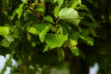 Tilia x europaea 'Pallida' leiboom 14/16 150cm stam 150b x 120h