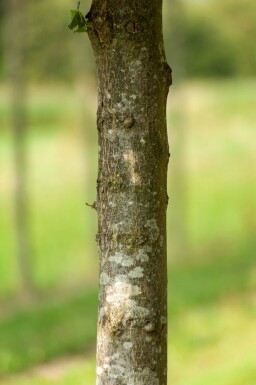 Tilia x europaea 'Pallida' leiboom 14/16 150cm stam 150b x 120h