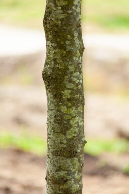 Tilia x europaea 'Pallida' leiboom 14/16 150cm stam 150b x 120h