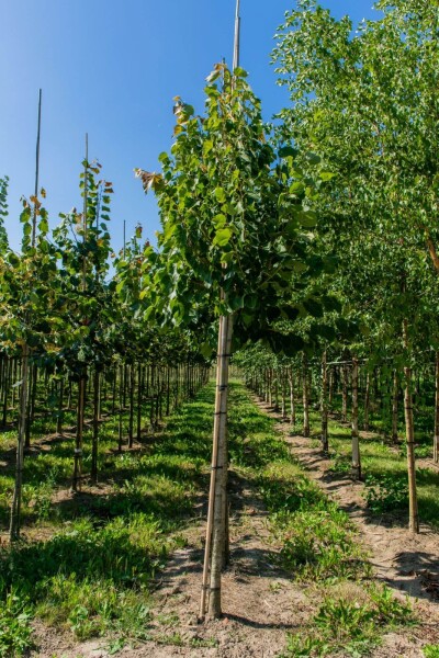 Tilia henryana hoogstam 8/10