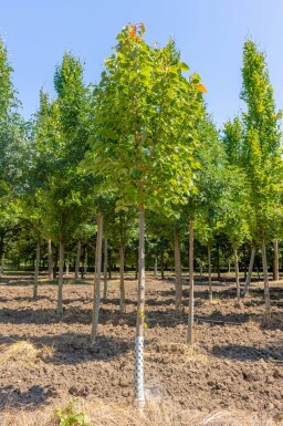 Tilia henryana hoogstam 8/10