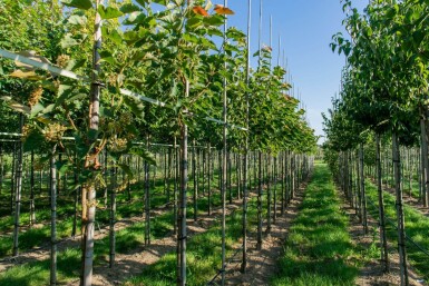 Tilia henryana hoogstam 8/10
