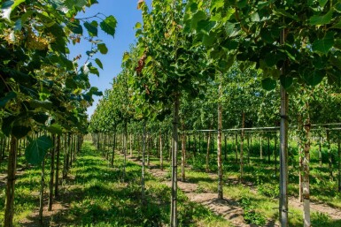 Tilia henryana hoogstam 8/10