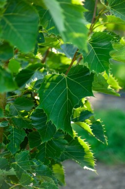 Tilia henryana hoogstam 8/10