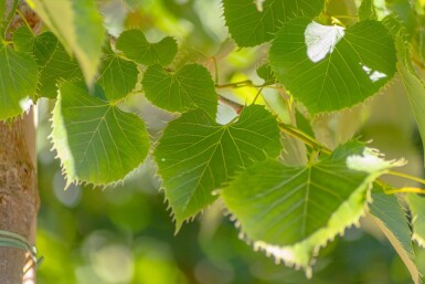 Tilia henryana hoogstam 8/10
