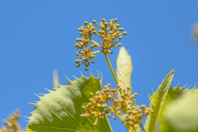 Tilia henryana hoogstam 8/10