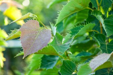 Tilia henryana hoogstam 8/10