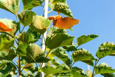 Tilia henryana hoogstam 8/10