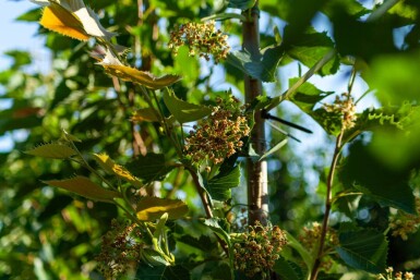 Tilia henryana hoogstam 8/10