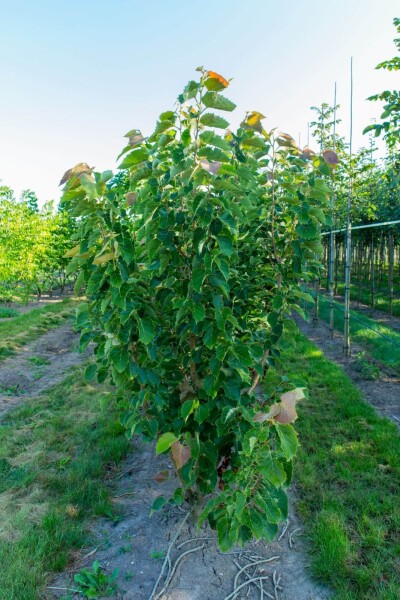 Tilia henryana meerstammig