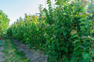 Tilia henryana meerstammig