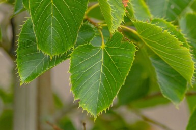 Tilia henryana meerstammig
