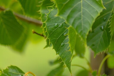 Tilia henryana meerstammig