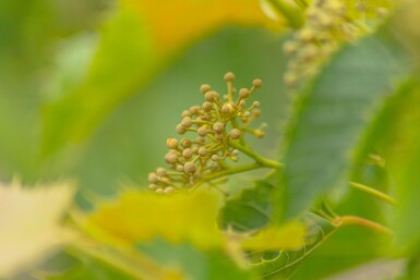 Tilia henryana meerstammig
