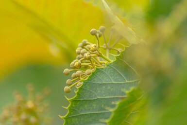 Tilia henryana meerstammig