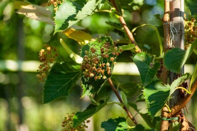 Tilia henryana meerstammig