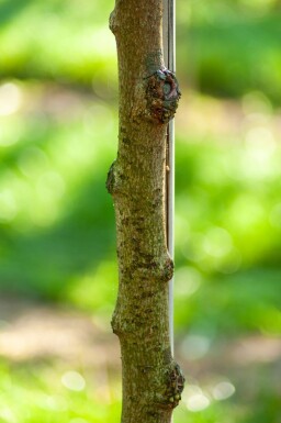 Tilia henryana meerstammig