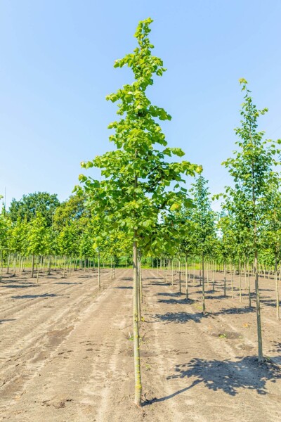 Tilia platyphyllos hoogstam 10/12