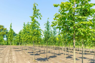 Tilia platyphyllos hoogstam