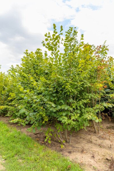 Tilia platyphyllos meerstammig 250-300