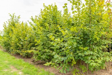 Tilia platyphyllos meerstammig 250-300