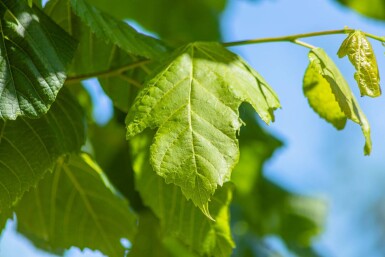 Tilia platyphyllos meerstammig 250-300