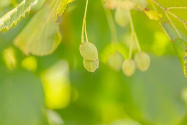 Tilia platyphyllos meerstammig 250-300