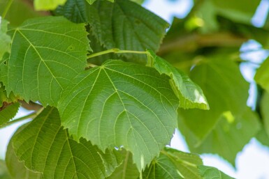Tilia platyphyllos meerstammig 250-300