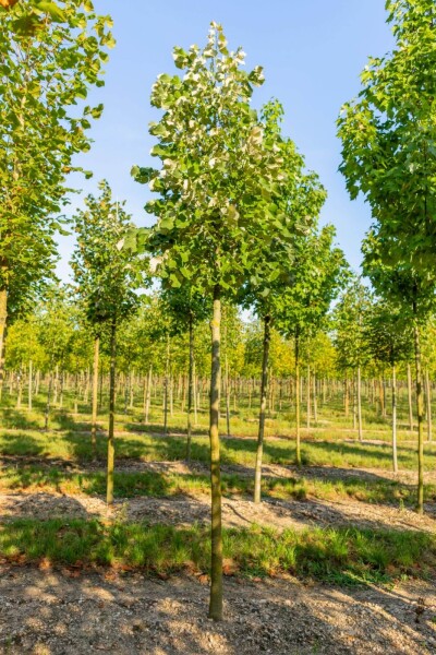 Tilia tomentosa hoogstam 10/12