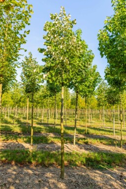 Tilia tomentosa hoogstam