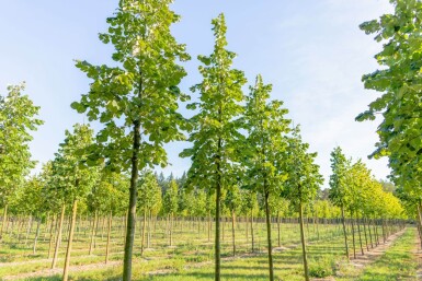 Tilia tomentosa hoogstam