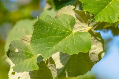 Tilia tomentosa hoogstam 10/12