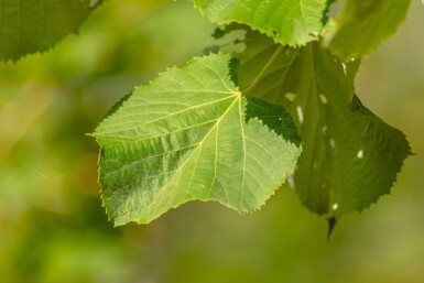 Tilia tomentosa hoogstam 10/12
