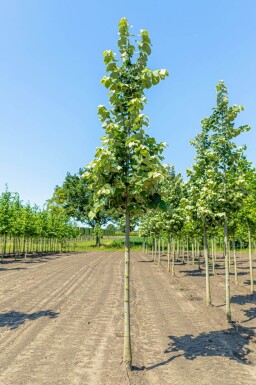 Tilia tomentosa 'Brabant' hoogstam