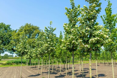 Tilia tomentosa 'Brabant' hoogstam