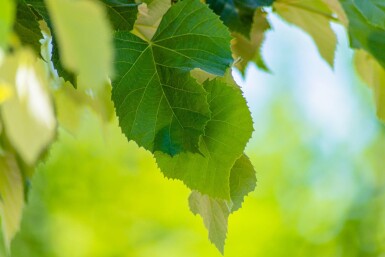 Tilia tomentosa 'Brabant' hoogstam 10/12