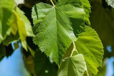 Tilia tomentosa 'Brabant' hoogstam 10/12