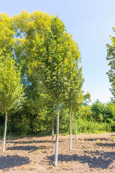 Tilia tomentosa 'Doornik' hoogstam 18/20