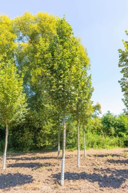 Tilia tomentosa 'Doornik' hoogstam 18/20