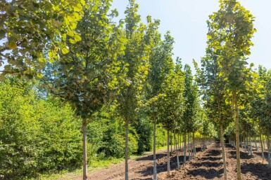Tilia tomentosa 'Doornik' hoogstam 18/20