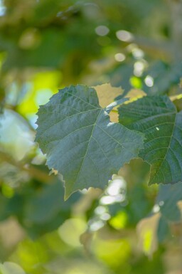 Tilia tomentosa 'Doornik' hoogstam 18/20