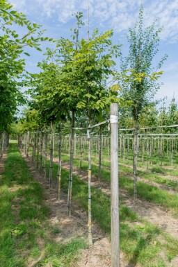 Toona sinensis 'Flamingo' hoogstam