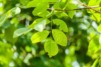 Toona sinensis 'Flamingo' hoogstam