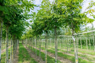 Toona sinensis 'Flamingo' hoogstam