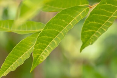 Toona sinensis 'Flamingo' hoogstam