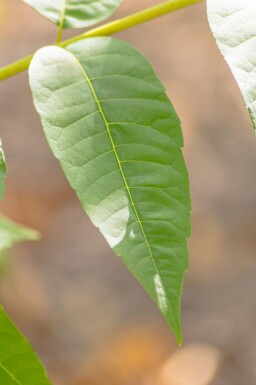 Toona sinensis 'Flamingo' hoogstam
