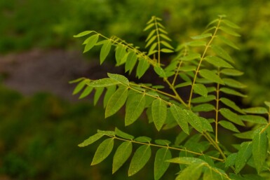 Toona sinensis 'Flamingo' hoogstam