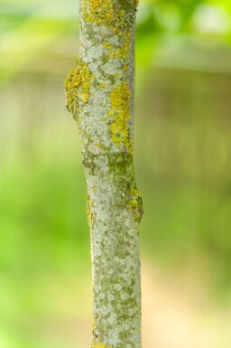 Toona sinensis 'Flamingo' hoogstam